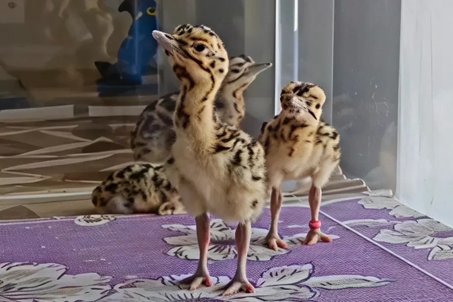 Sophia, Vyom, Mishri, Atom: Operation Sindoor inspires names of newly hatched endangered birds in Rajasthan
