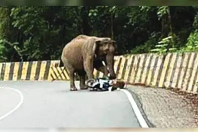 Elephant on morning stroll meets scooter, crushes it in Kerala’s Nadukani; Rider escapes unharmed