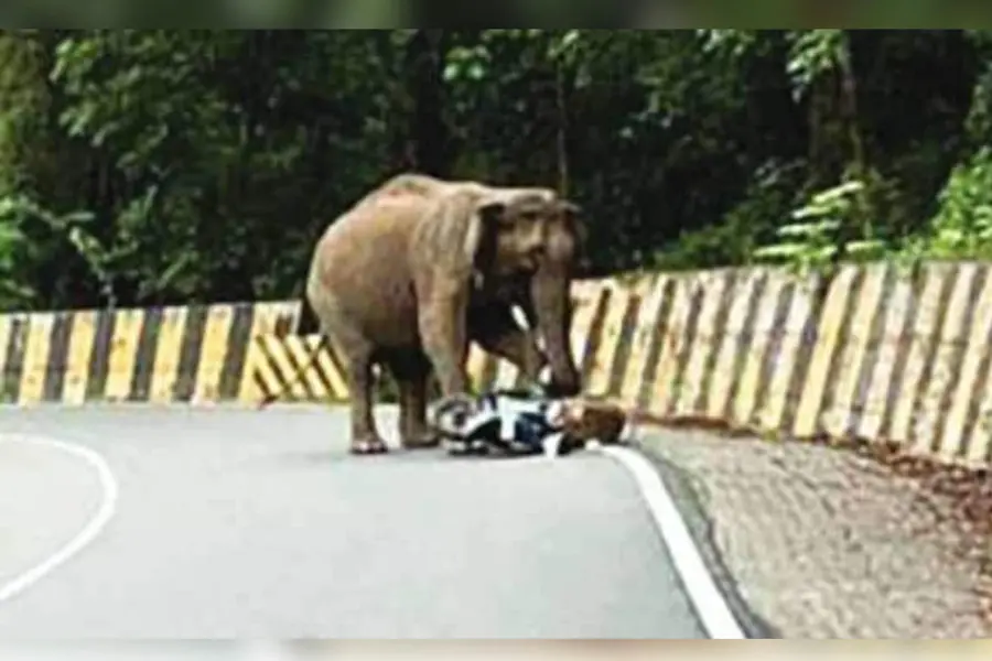 Elephant crushes bike
