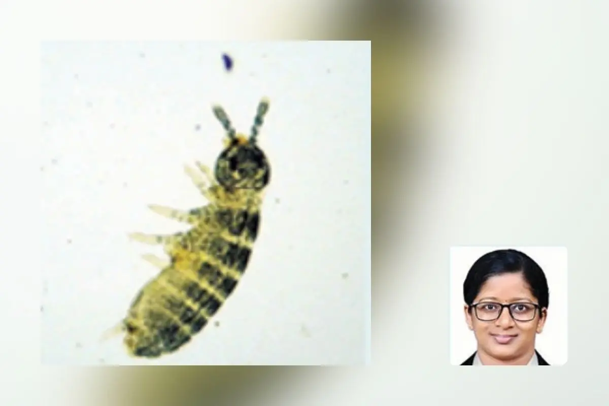 Collembola; Scientist Anju Ria Jose Naduvilmuttam (inset)
