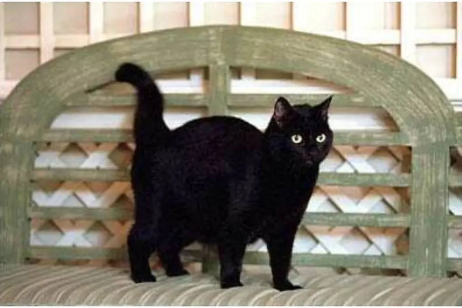 india cat