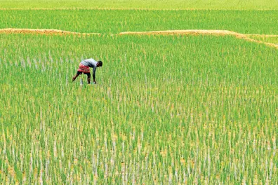 Kerala Bank-led consortium to boost paddy procurement