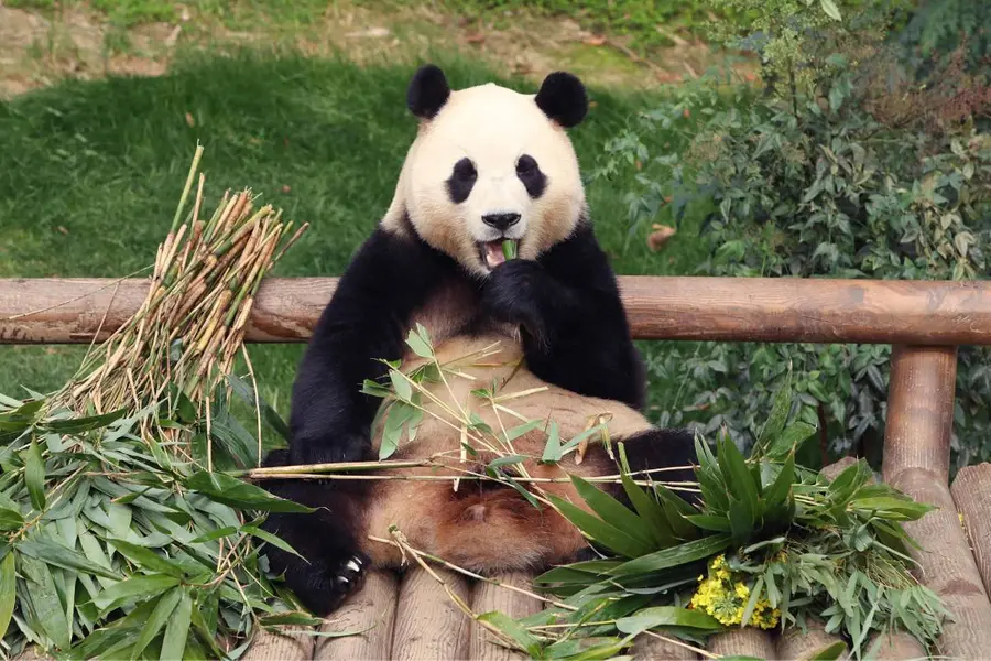 giant panda