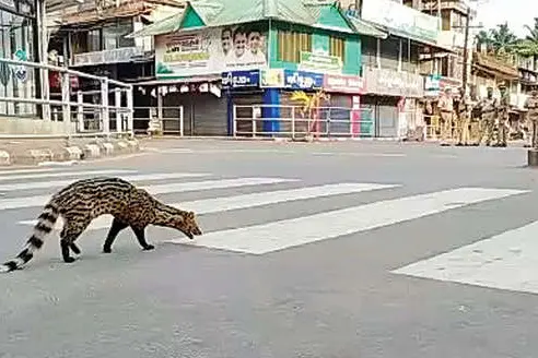 പട്ടാപ്പകല് മേപ്പയ്യൂര് അങ്ങാടിയില് പുള്ളിവെരുകിന്റെ സവാരി
