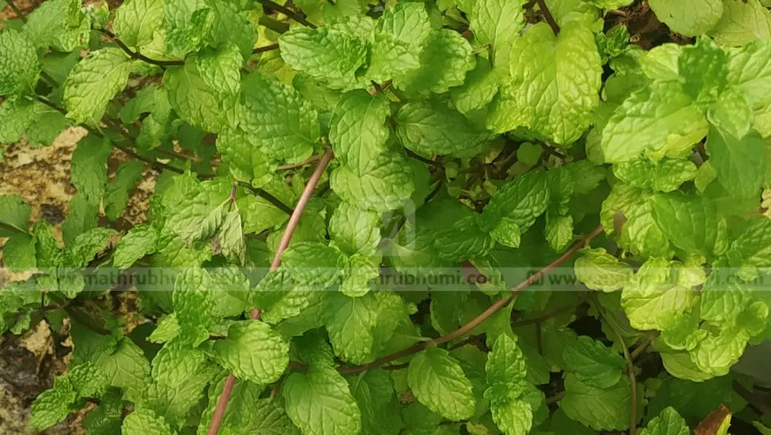 ഫോട്ടോ: പ്രമോദ്കുമാര് വി.സി.