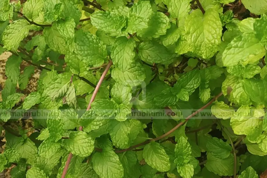 ചട്ടിയില് ബൊക്കപോലെ പുതിന വളര്ത്താം, രാസവളവും കീടനാശിനിയുമില്ലാതെ