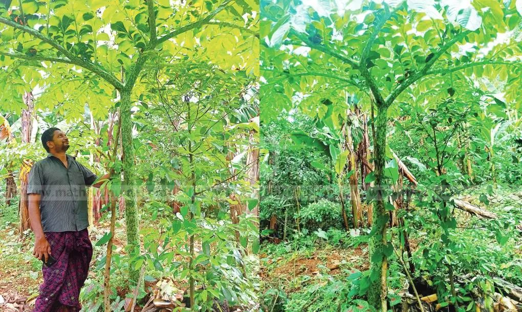 അബ്ദുള് റഹ്മാന്റെ ചേനത്തോട്ടം കാണാനെത്തിയയാള്