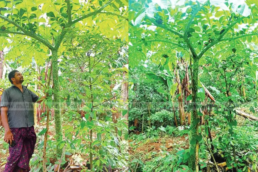 ഉയരം പത്തടി, തൂക്കം 30 കിലോ; അബ്ദുള് റഹ്മാന്റെ 'വലിയൊരു ചേനക്കാര്യം'