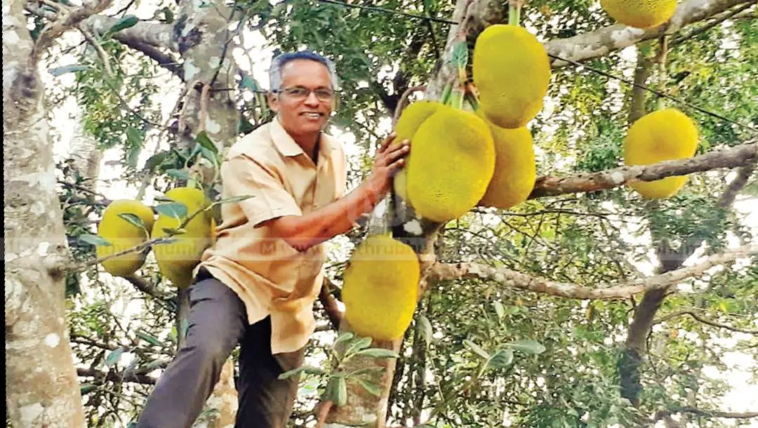 ഫാ. ജോയ് പീണിക്കപ്പറമ്പില്‍ താന്‍ നട്ടുവളര്‍ത്തിയ പ്ലാവിനു മുകളില്‍