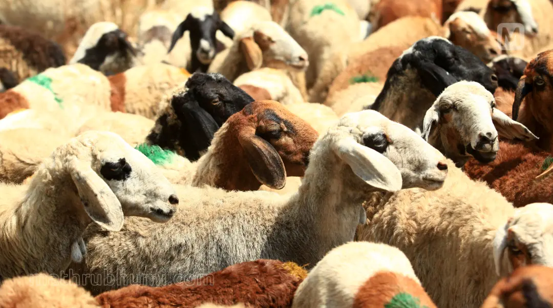 Goats | Photo: Akhil ES |Mathrubhumi