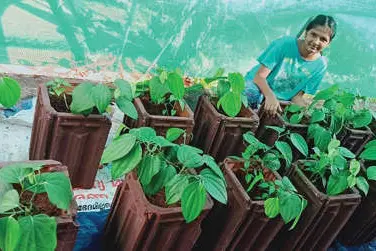 Manasa makes use of old roof tiles to grow flowers and vegetables on terrace