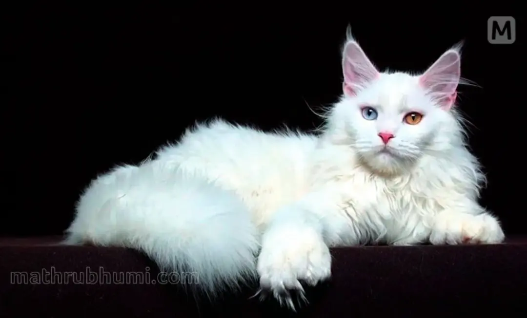Dasha, the Maine Coon cat | Photo: Mathrubhumi