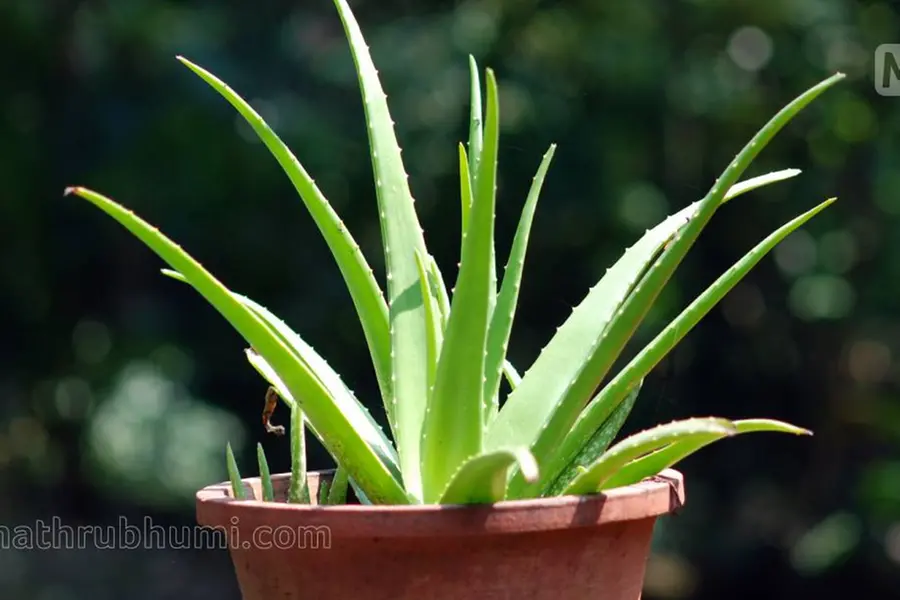 Aloe vera plant in herbal garden can make you self-sufficient in healthcare  | English Archives