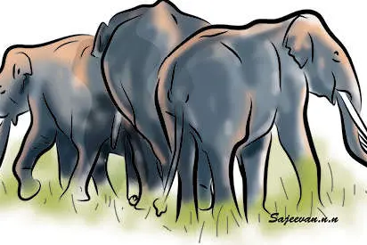 Human- wild animal conflict: Most number of attacks carried out by wild elephants