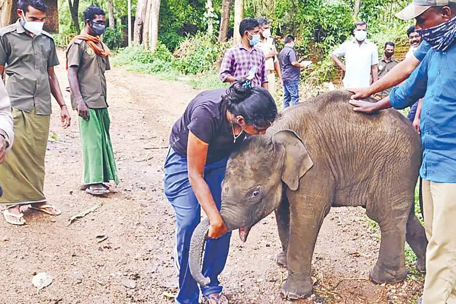 Elephant calf injured in tiger attack reaches Kappukadu rehab centre
