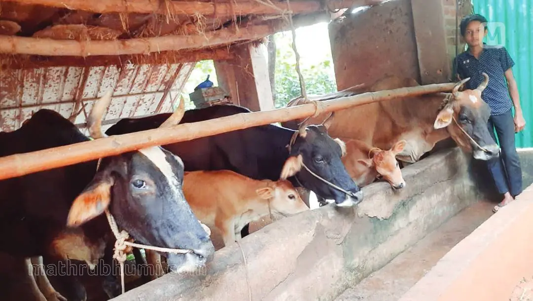 മാത്യു ബെന്നി ഫാമിലെ തന്റെ പശുക്കള്ക്കൊപ്പം