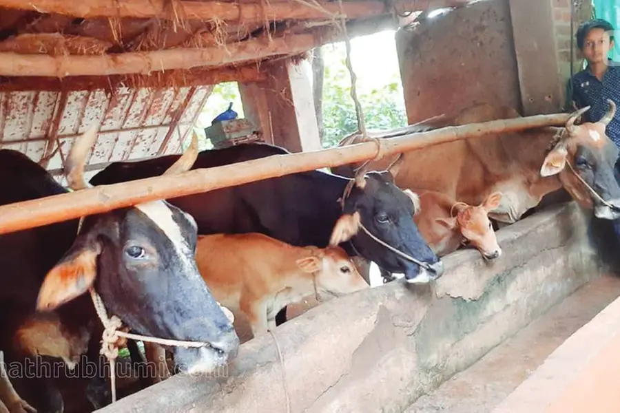 പിതാവിന്റെ മരണശേഷം ഫാം ഏറ്റെടുത്ത് മാത്യു; പശുപരിപാലനം 13-കാരനും വഴങ്ങും