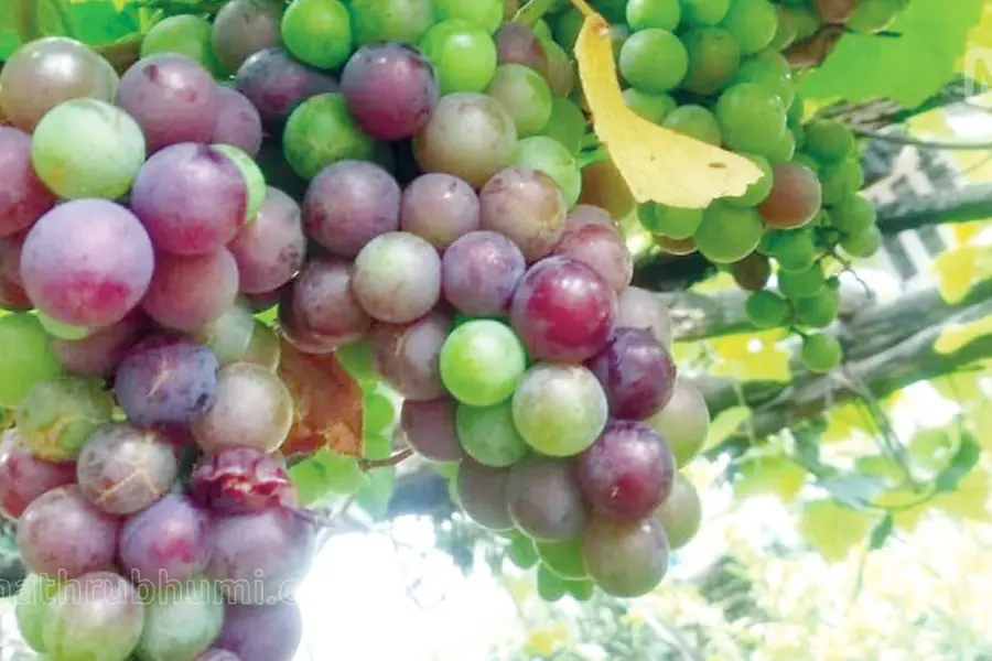 നാലുതവണയായി 40 കിലോ വിളവ്; മുന്തിരി വിളവെടുത്ത് യുവകര്ഷകന്