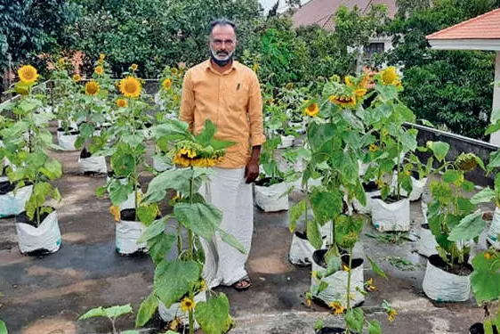Eroor Cooperative bank grows sunflower, medicinal plants