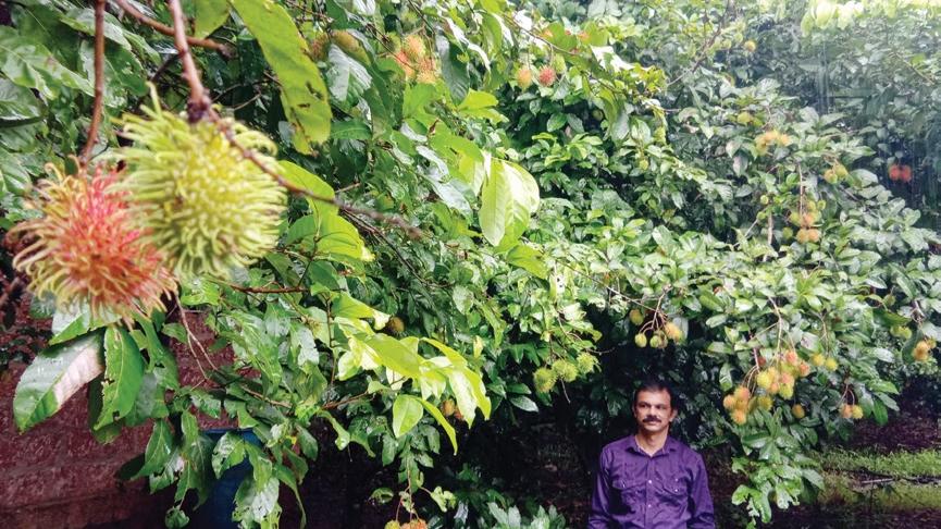 Produce Ravindran ബേബിയുടെ തോട്ടത്തില് വിളയുന്നു 2000 കിലോയോളം റമ്പൂട്ടാന് | Mathrubhumi