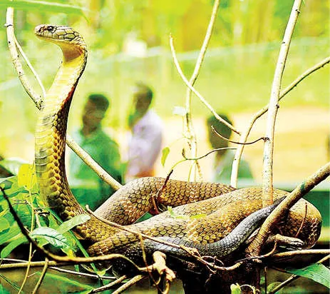 King Cobras `Raja' and `Rani' now in one cage | English Archives