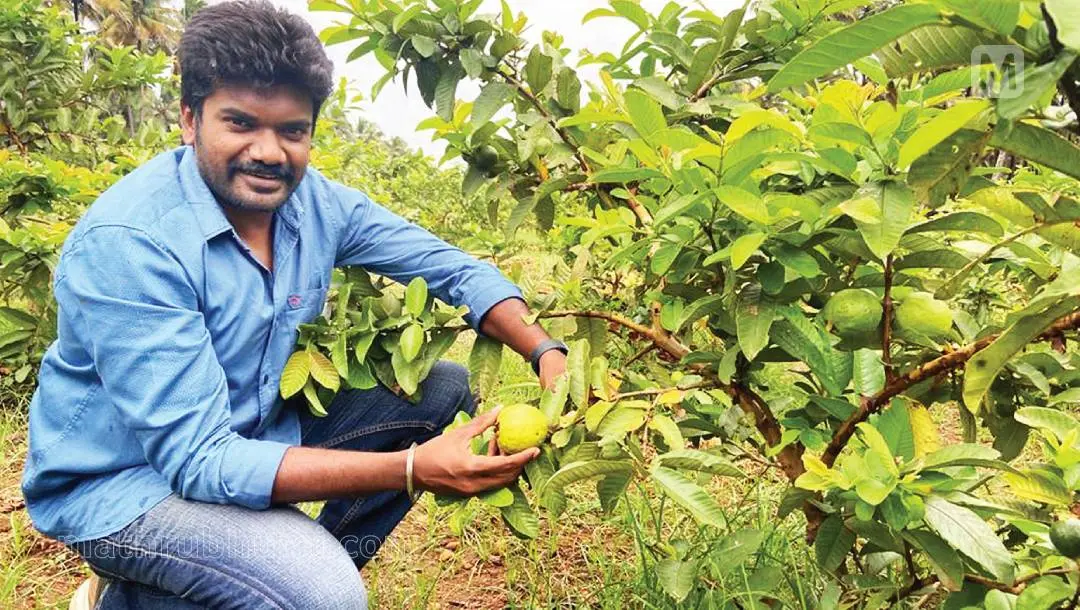മീനാക്ഷിപുരം രാമര്പണ്ണയിലെ കര്ഷകന് ജ്ഞാനശരവണന് തന്റെ കുറിയയിനം പേരയ്ക്കാ തോട്ടത്തില്