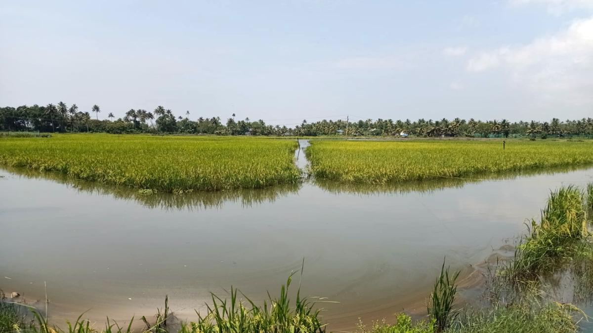 Pokkali rice: Plans afoot to restore the past glory | English Archives