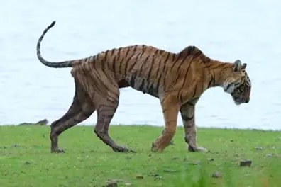 Ranthambore's celebrated tigress, Arrowhead, passes away at 14: Photographer captures 'the last walk' | WATCH