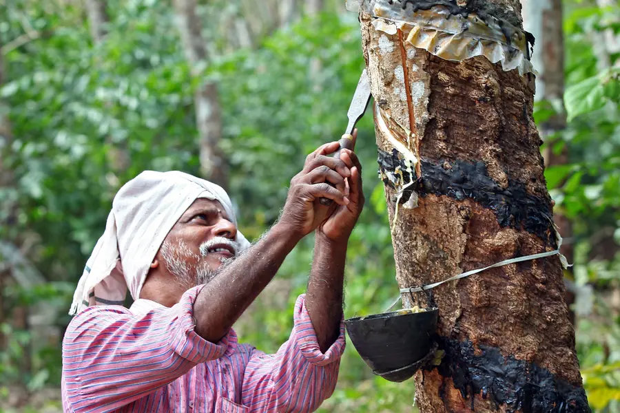 Rubber tapping
