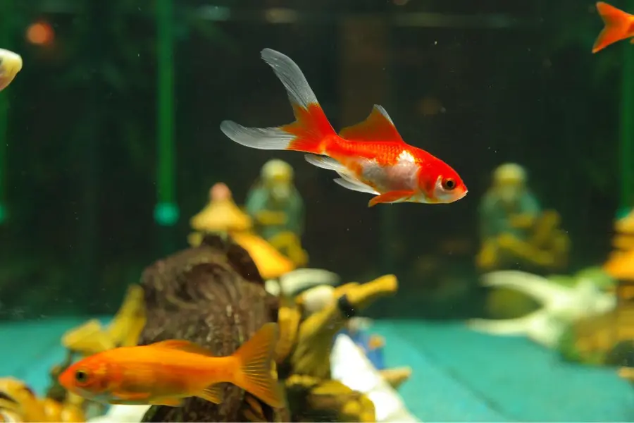 Bringing home ornamental fish? Read this guide before you begin