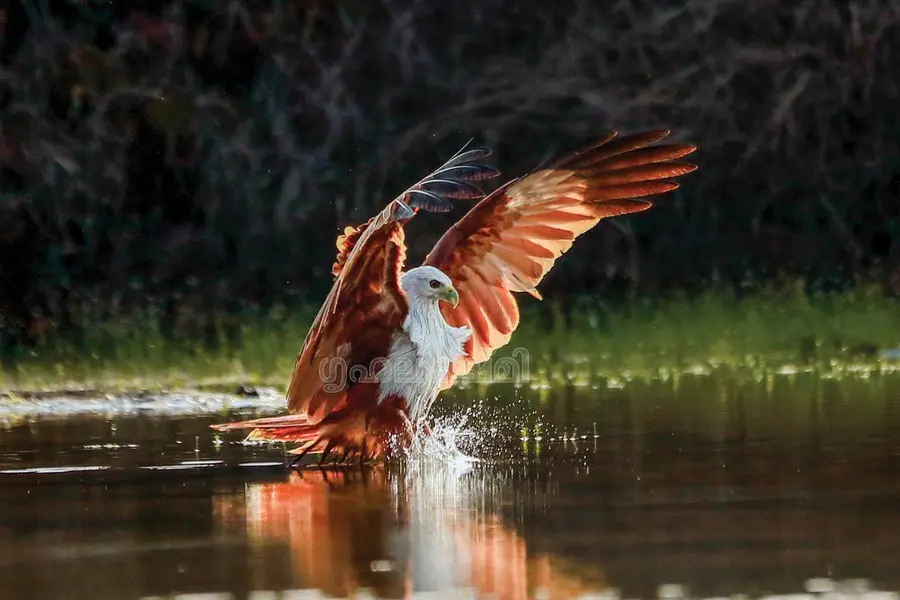 eagle