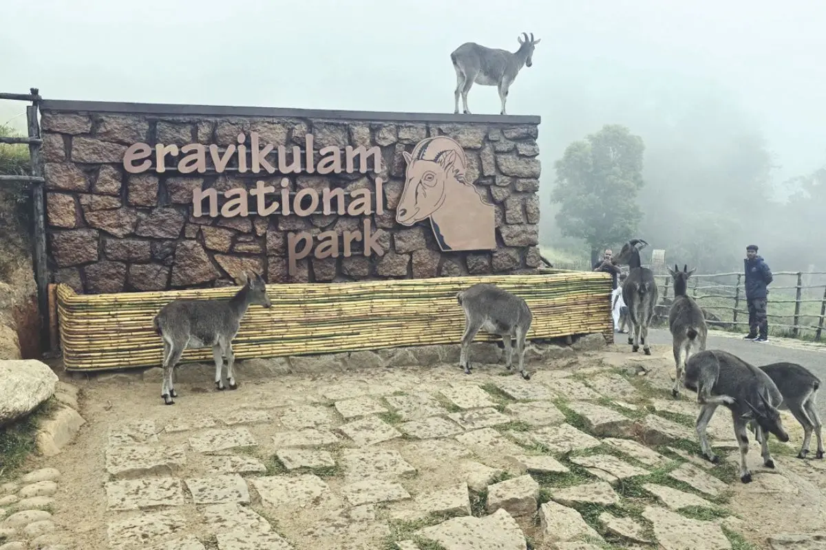 Eravikulam National Park crowned India's best: Nilgiri Tahr, Neelakurinji drive was key