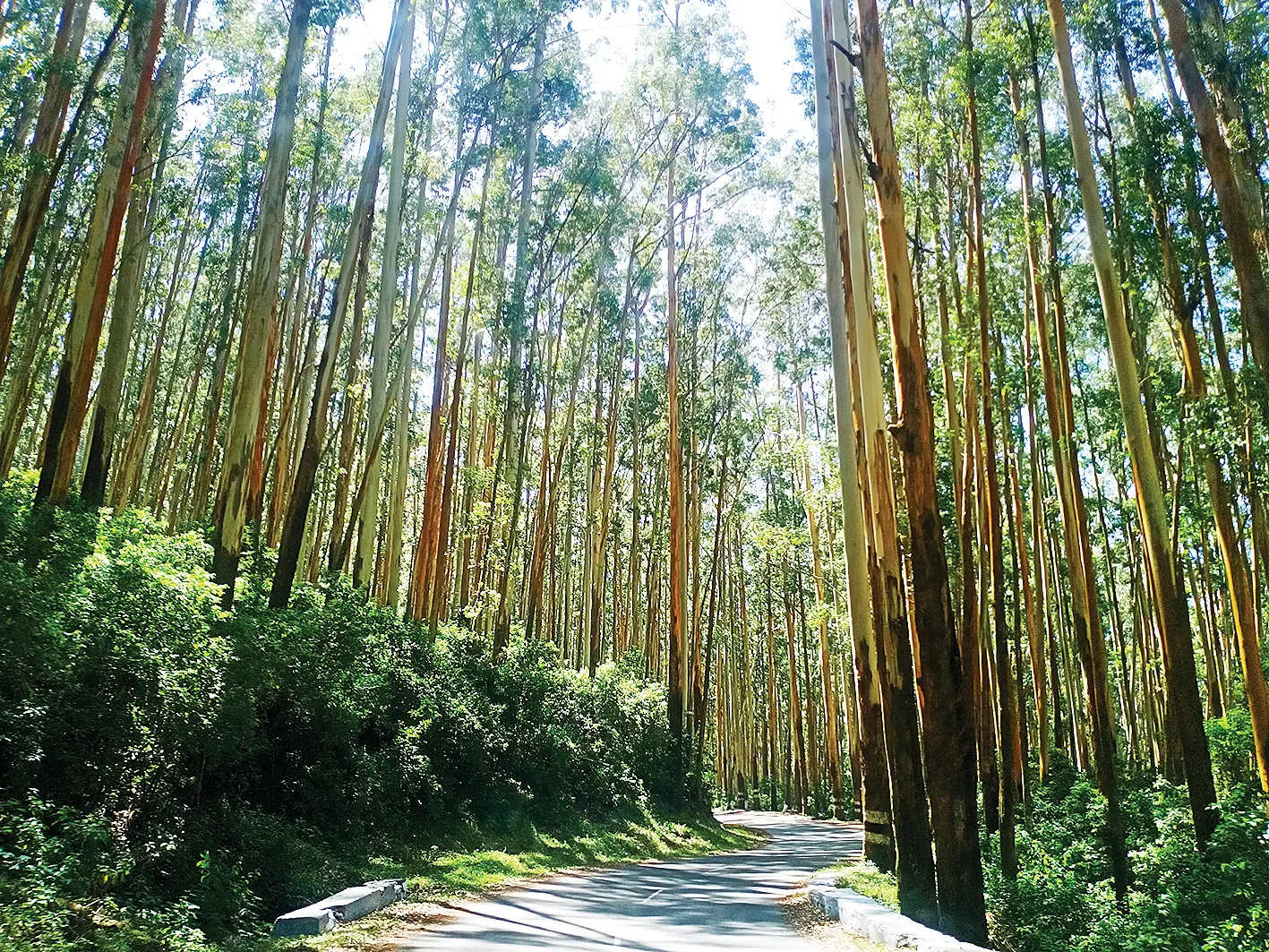 Eucalyptus trees