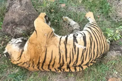 Three arrested for poisoning tigress and cubs with cow carcass in Karnataka