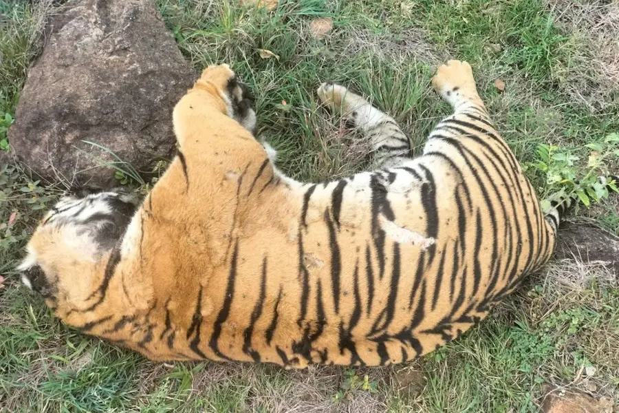 Three arrested for poisoning tigress and cubs with cow carcass in Karnataka