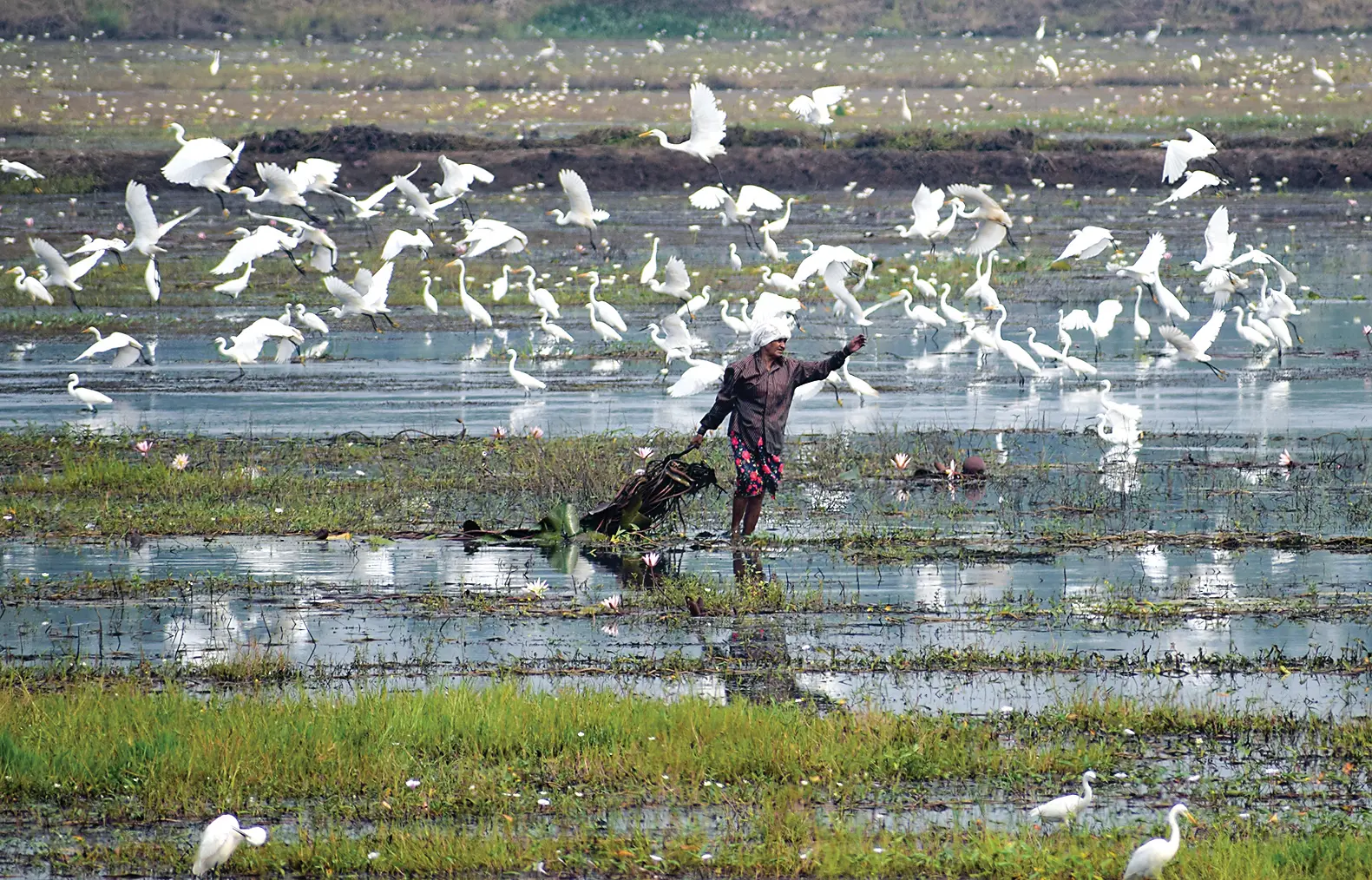 Kole Wetland, Thrissur | J Philip
