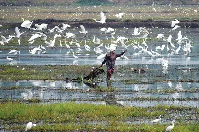 Kerala kole farmers in crisis: Delayed paddy payments and shrinking incentives