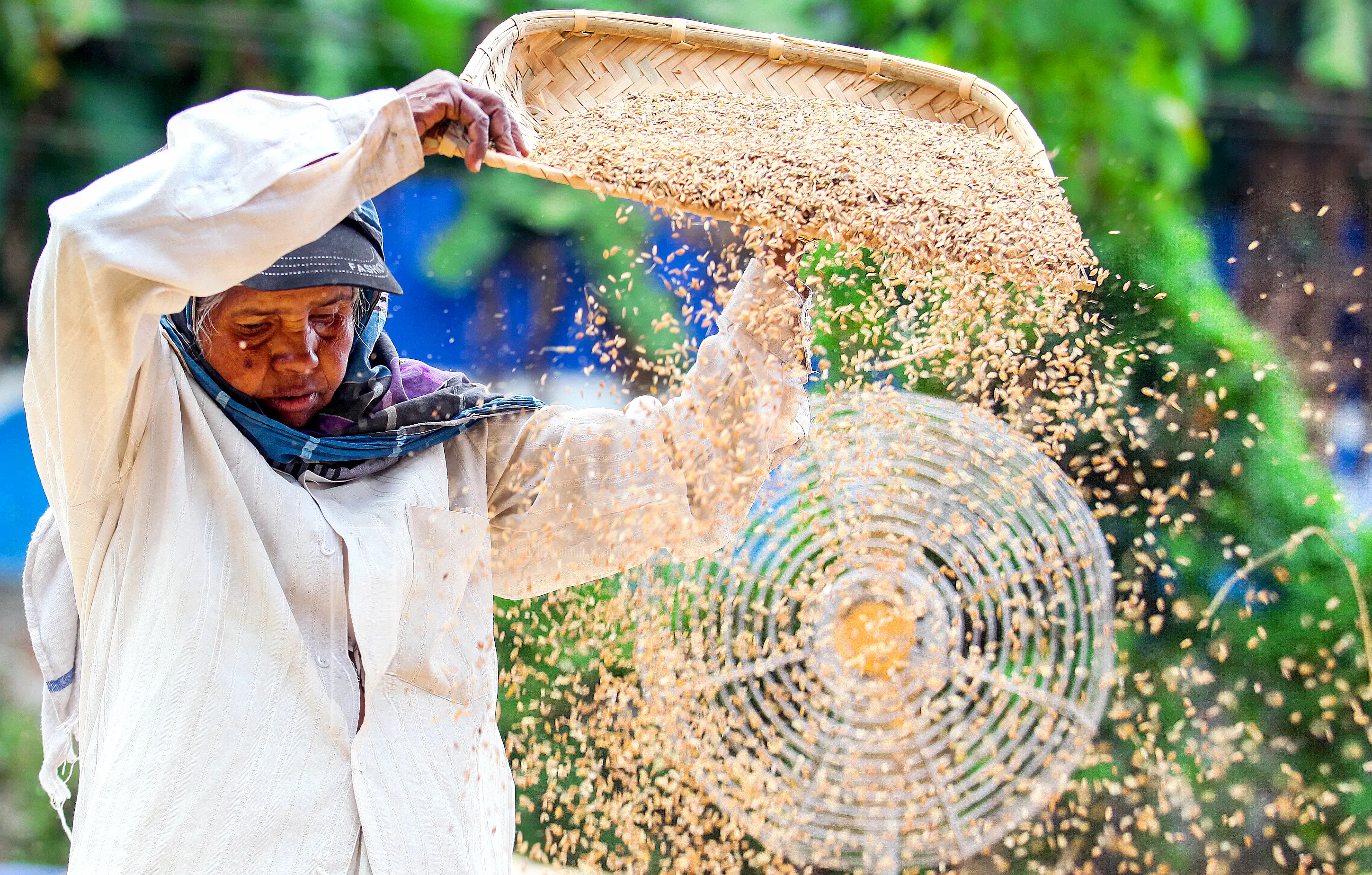 Agriculture worker drying paddy using electric fan at Kallepully, Palakkad | Photo: Mathrubhumi