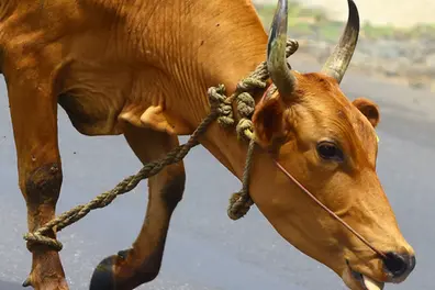 Kerala govt to launch cattle insurance for up to ₹65,000; farmers to receive up to ₹5 lakh