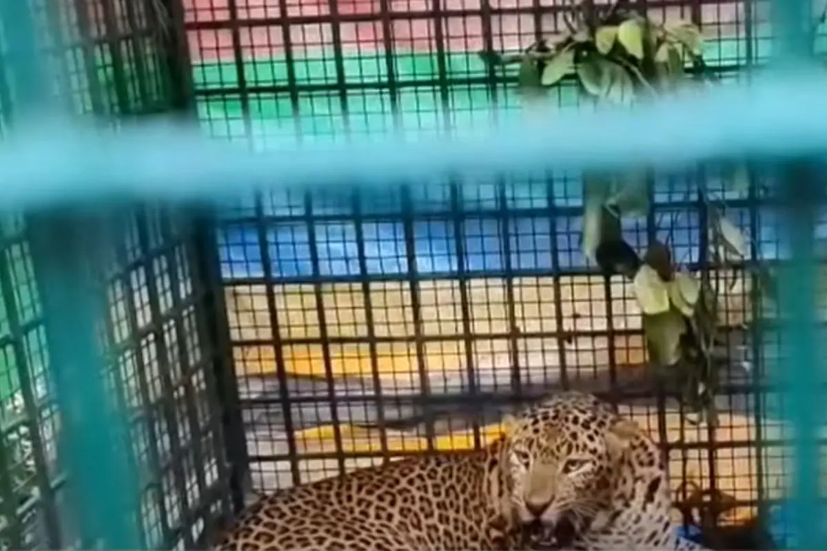 Screen grab of the trapped leopard | MBI