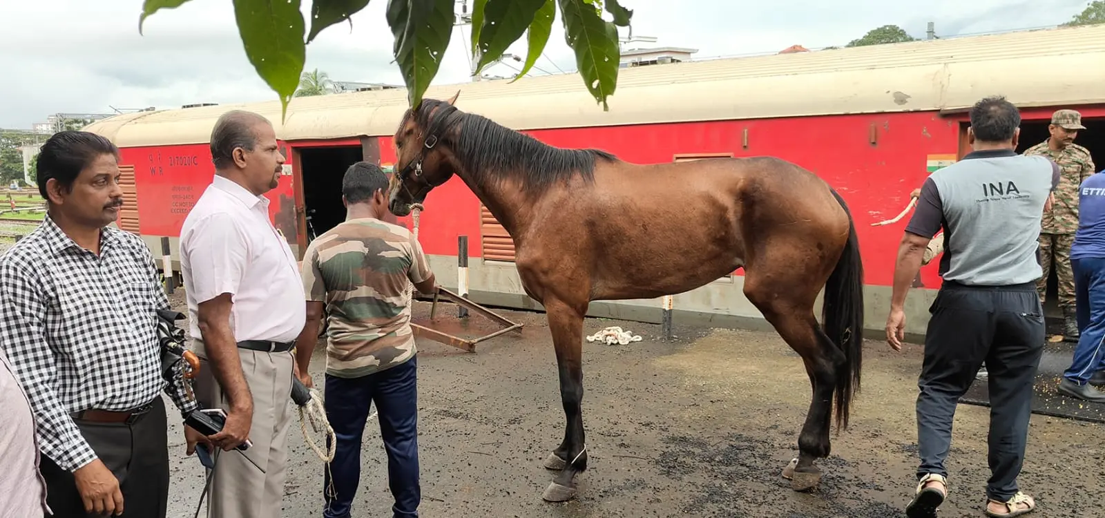 Horse for training at Ezhimala Naval Academy being unloaded at Kannur Railway Station | C Sunilkumar