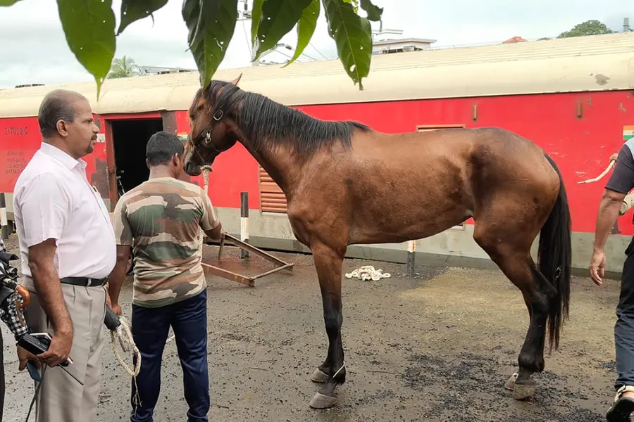 Horse for training at Ezhimala Naval Academy being unloaded at Kannur Railway Station