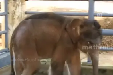 Elephant calf Kochayappan dies at Konni; Herpes suspected