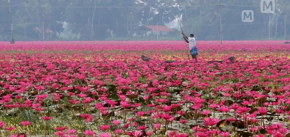 A vibrant natural wonder | Mathrubhumi