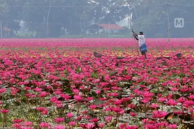 Malarikkal’s water lily wonderland: Hundreds of boats await tourists