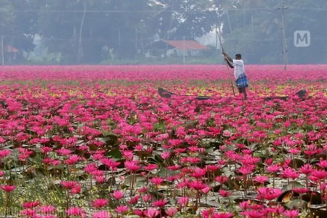 Malarikkal’s water lily wonderland: Hundreds of boats await tourists