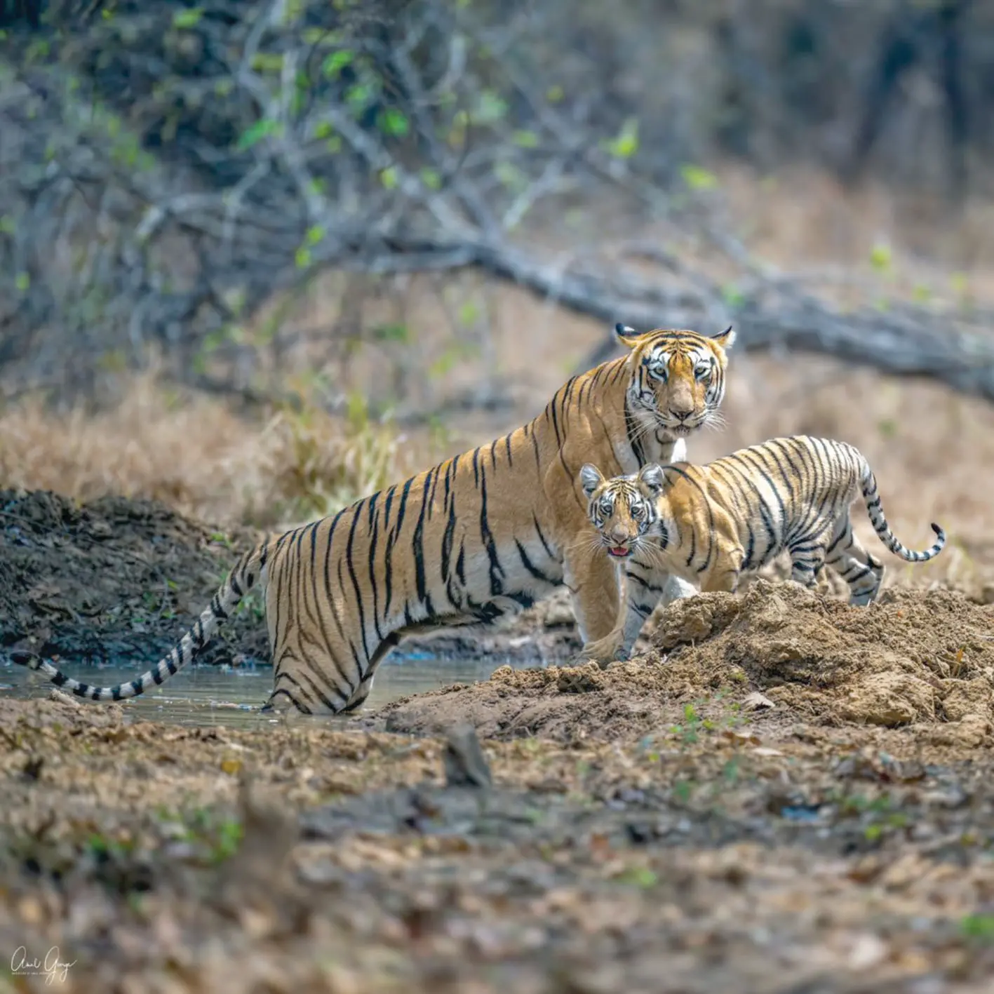 Tiger and cub | File Photo| Mathrubhumi