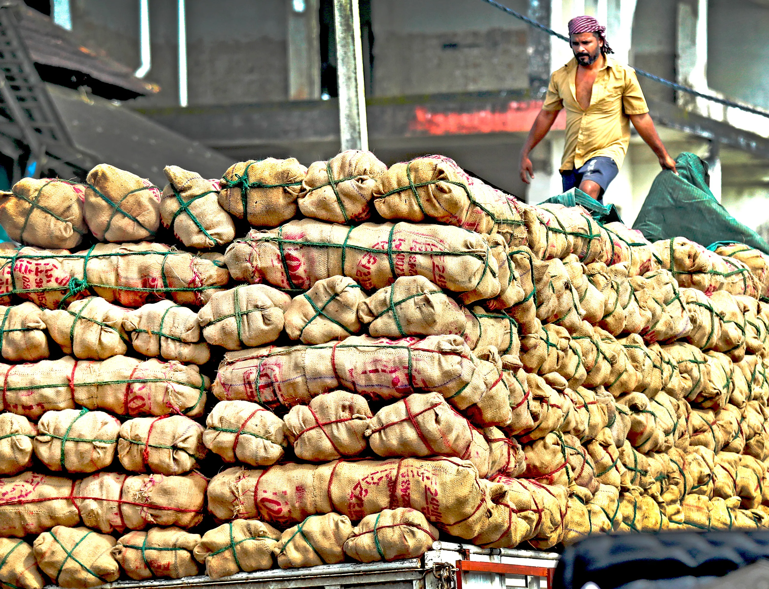 Driver covering coconut load on lorry with tarpaulin sheet. A scene from Big Bazaar, Kozhikode | Binoj PP