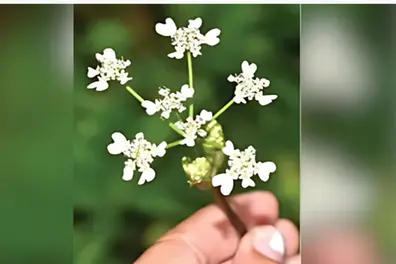 Kozhikode Botany researcher discovers new plant species in Western Ghats
