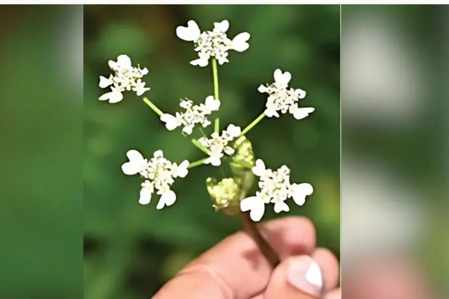 New plant species